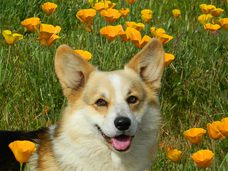 Parker in the poppies