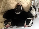 Pups at two weeks