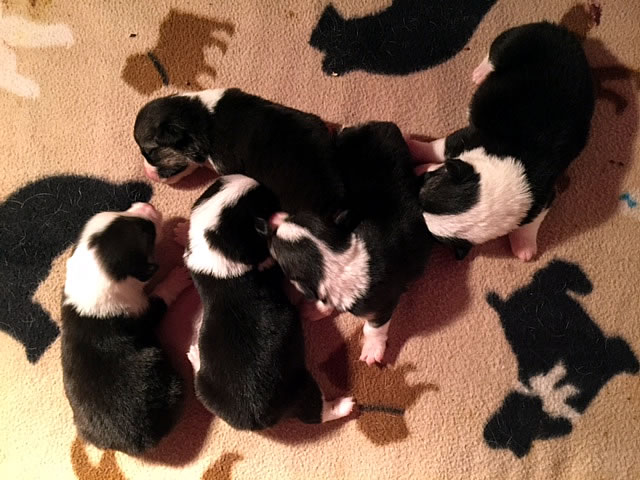 Pups at two weeks
