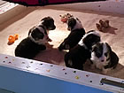 Pups at four weeks
