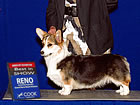 GCH Rocky L Pennies From Heaven