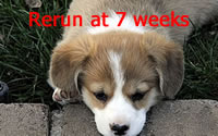 Rerun