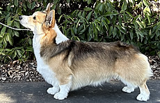 Axel