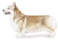 Pembroke Welsh Corgi
