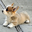 Corgi puppy at 6 weeks