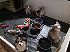 Pups at ten weeks