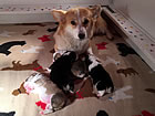 Pups at one week