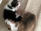 Pups at two weeks