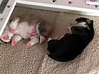Pups at two weeks
