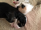 Pups at two weeks