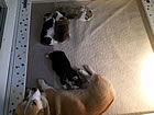 Pups at three weeks