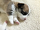 Pups at three weeks