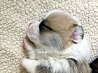 Pups at three weeks