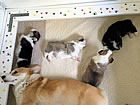 Pups at three weeks
