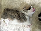 Pups at three weeks