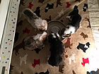 Pups at four weeks