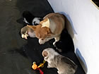 Pups at four weeks