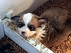 Pups at five weeks