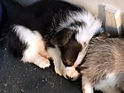 Pups at five weeks