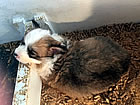 Pups at five weeks