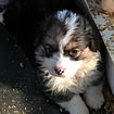 Pups at five weeks