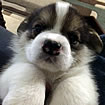 Pups at five weeks