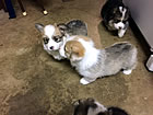 Pups at six weeks