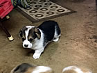 Pups at six weeks