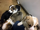 Pups at six weeks