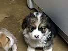 Pups at six weeks