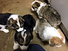 Pups at six weeks
