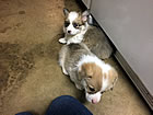 Pups at six weeks