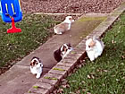 Pups at nine weeks