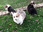 Pups at nine weeks
