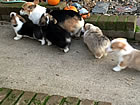Pups at nine weeks