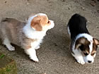 Pups at nine weeks