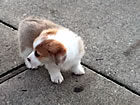 Pups at nine weeks