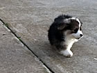 Pups at nine weeks