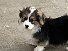 Pups at nine weeks