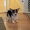 Pups at ten weeks