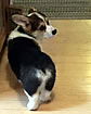 Pups at ten weeks