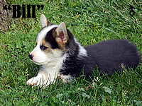 8 weeks