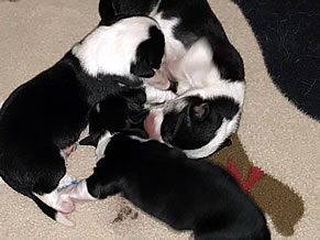 Newborn