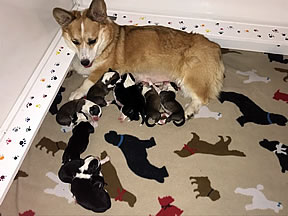 Newborn