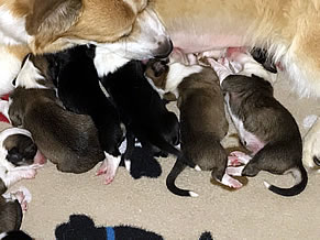 Newborn