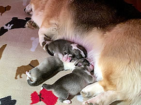 Newborn