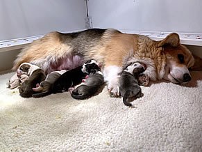 Newborn
