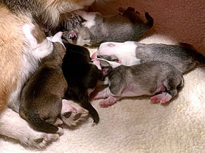 Newborn