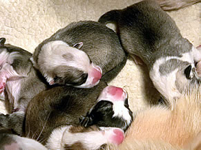 Newborn