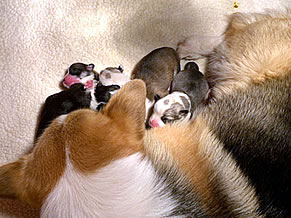 Newborn